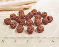 20 Original Rudraksha Perlen - 7mm - Shivas Auge - NEPAL